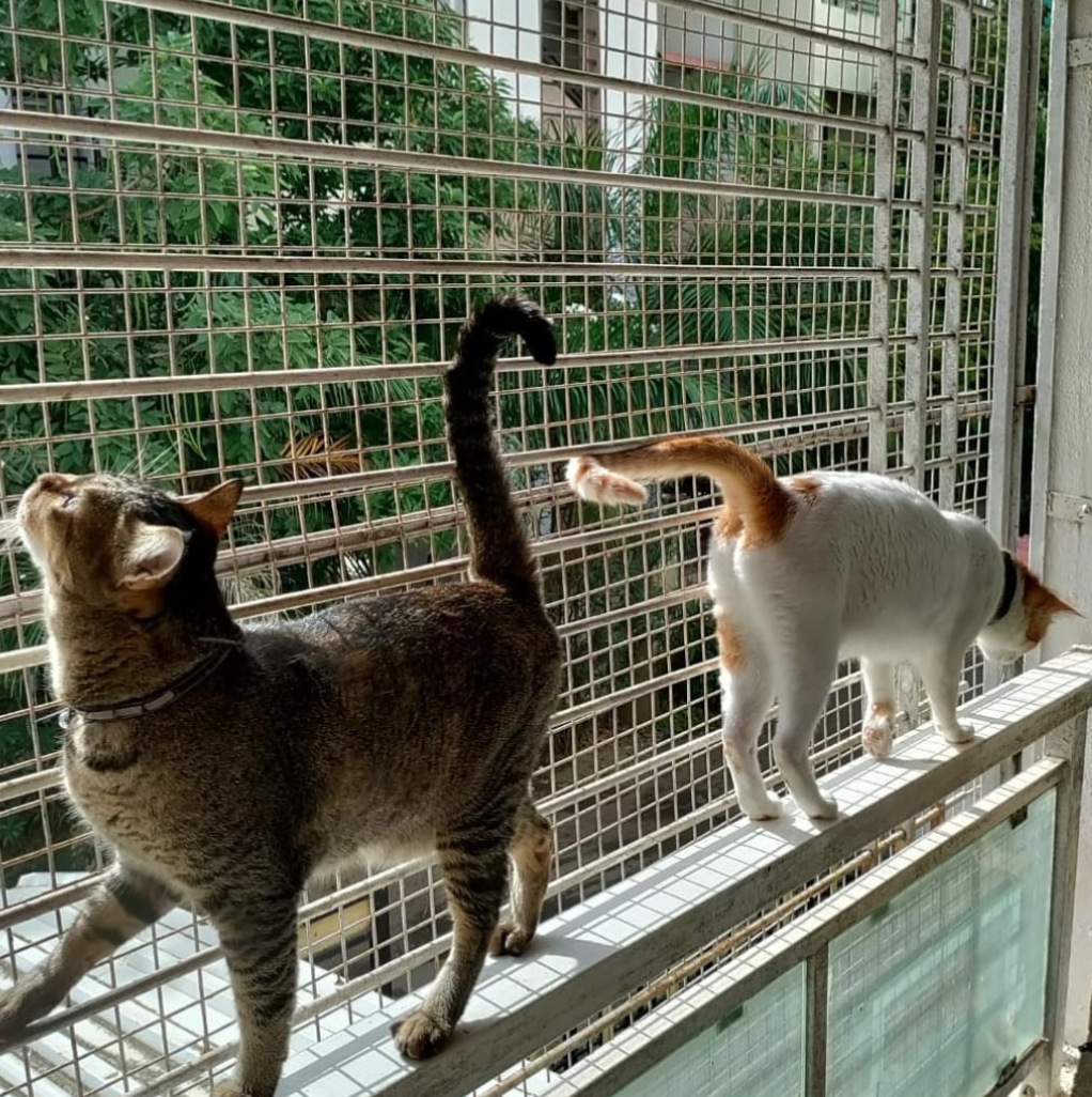 Cats exploring the secure netting at Mannat