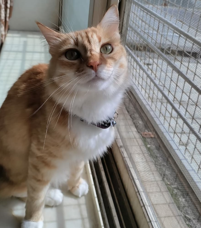 A cat enjoying the space at Mannat